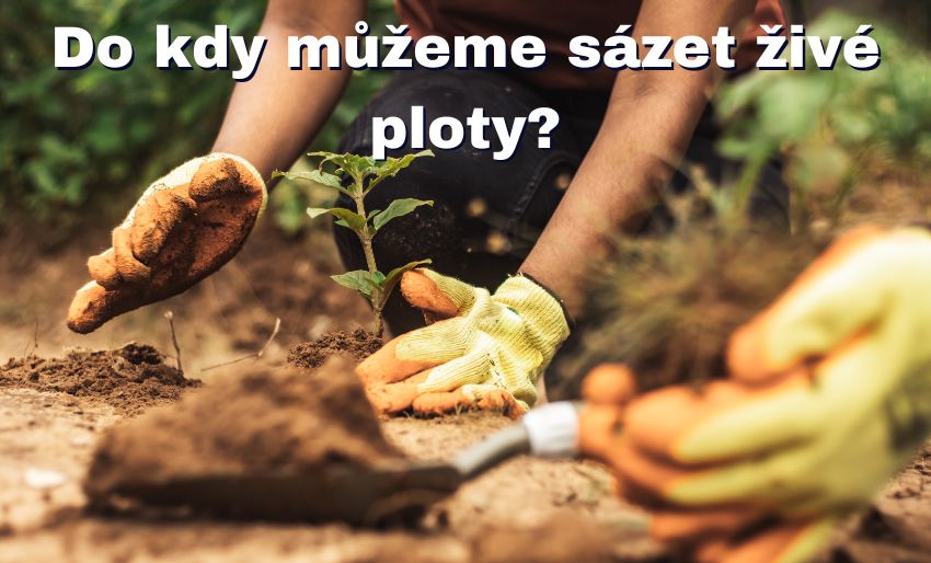 do kdy muzeme sazet zive ploty
